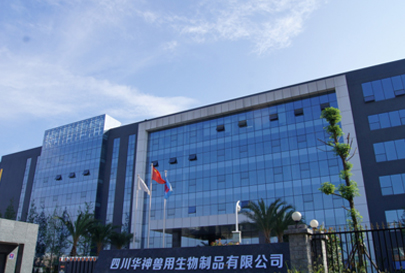 bob手机网页登录入口:养猪成果金菊芳致富之路